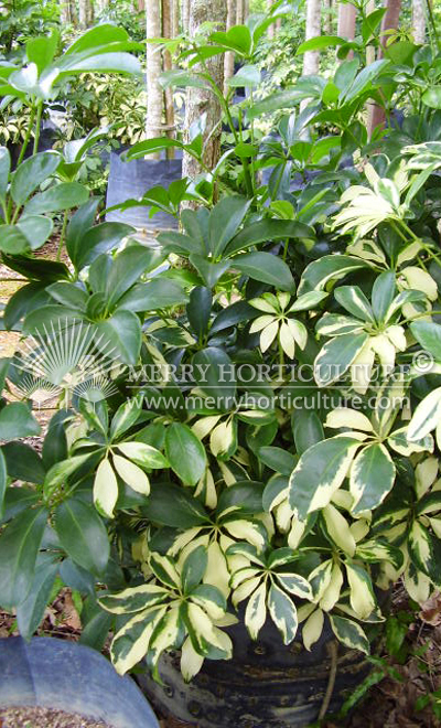 Schefflera donna spp